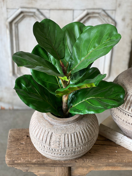 Potted Fiddle Leaf Fig | 23" | CLOSEOUT + SKID SPECIAL!  From $3.00