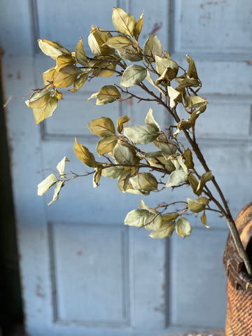 Windrush Leaves | 46" | Fresh | Limited Stock - Last 6pcs!