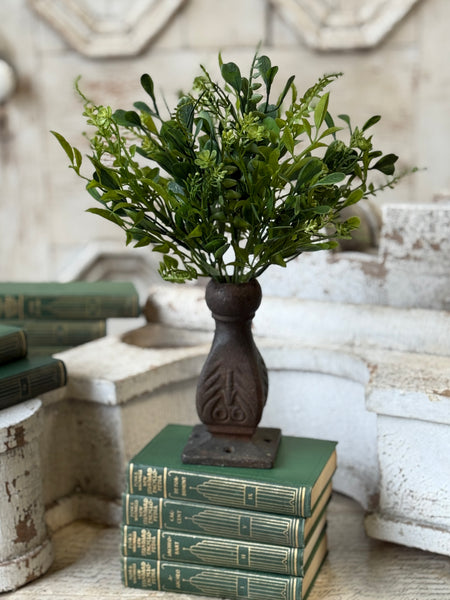 Ferncroft Greens Bush | 12" | NOT CURRENTLY IN STOCK-New For Spring 2027!