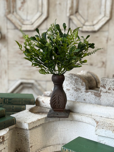 Ferncroft Greens Bush | 12" | NOT CURRENTLY IN STOCK-New For Spring 2027!