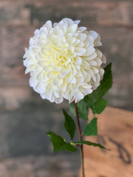 Celebrity Dahlia | 28" | Cream | NOT CURRENTLY IN STOCK-New For Spring 2026!