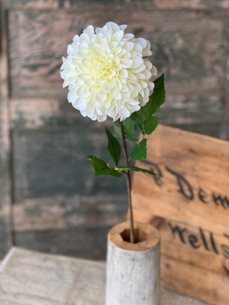 Celebrity Dahlia | 28" | Cream | NOT CURRENTLY IN STOCK-New For Spring 2026!