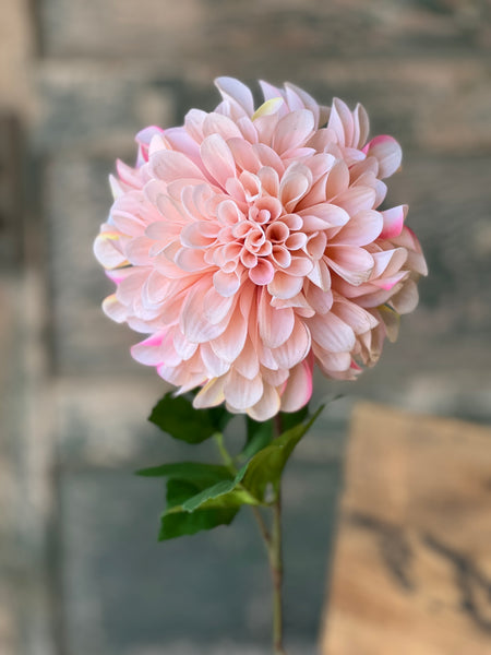 Celebrity Dahlia | 28" | Blush | NOT CURRENTLY IN STOCK-New For Spring 2026!