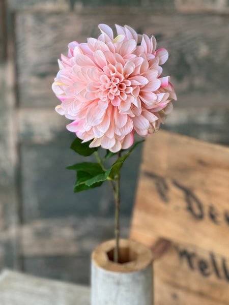 Celebrity Dahlia | 28" | Blush | NOT CURRENTLY IN STOCK-New For Spring 2026!