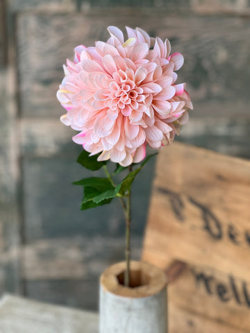 Celebrity Dahlia | 28" | Blush | NOT CURRENTLY IN STOCK-New For Spring 2026!