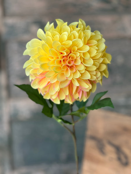 Celebrity Dahlia | 28" | Yellow | NOT CURRENTLY IN STOCK-New For Spring 2026!