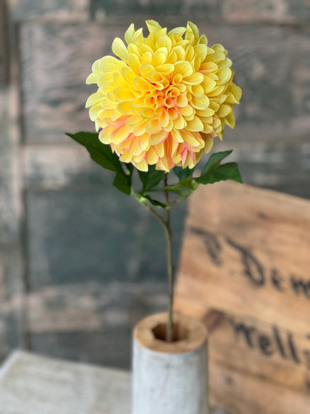 Celebrity Dahlia | 28" | Yellow | NOT CURRENTLY IN STOCK-New For Spring 2026!