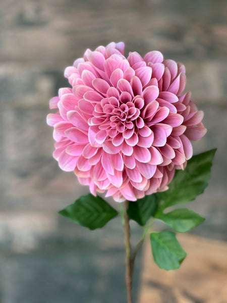 Celebrity Dahlia | 28" | Petal | NOT CURRENTLY IN STOCK-New For Spring 2026!