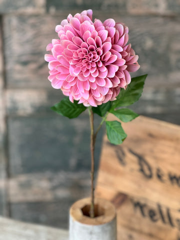 Celebrity Dahlia | 28" | Petal | NOT CURRENTLY IN STOCK-New For Spring 2026!