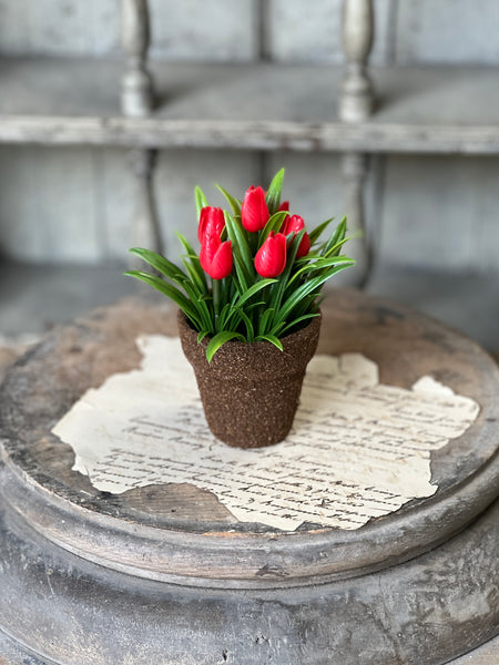 Teacup Tulip Pot | 5" | Red | NOT CURRENTLY IN STOCK-New For Spring 2026!