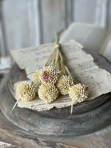 Lollipop Dahlia | 15" | Flax | NOT CURRENTLY IN STOCK - Spring 2026