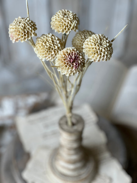 Lollipop Dahlia | 15" | Flax | NOT CURRENTLY IN STOCK - Spring 2026