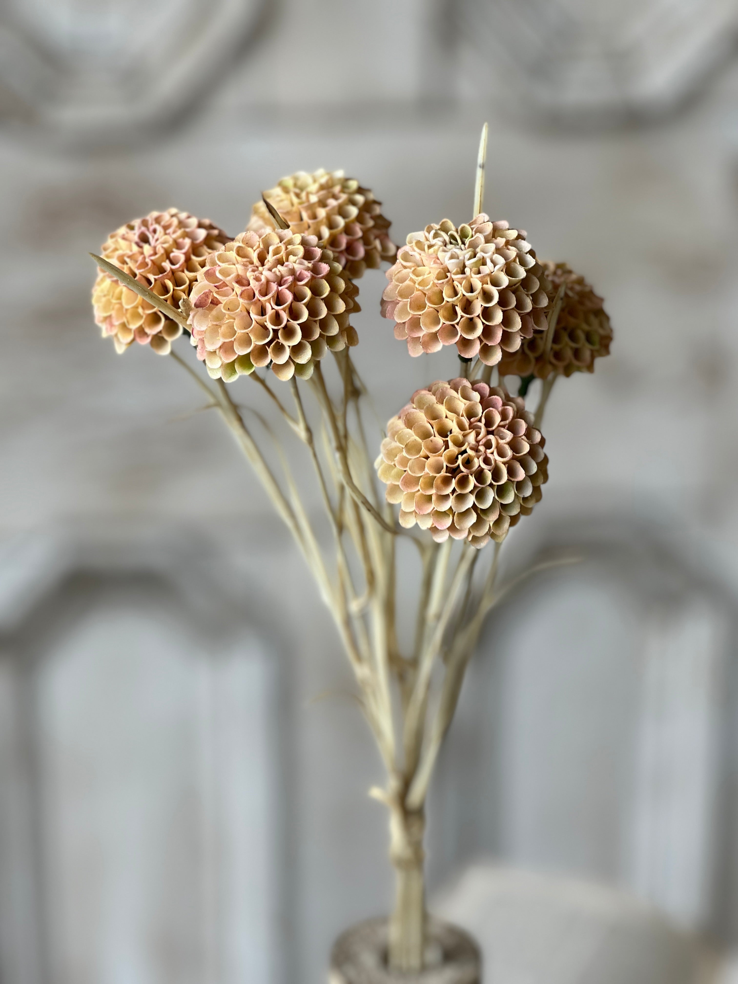 Shell Lancaster Lollipop Dahlia | 15