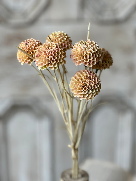 Lollipop Dahlia | 15" | Shell | NOT CURRENTLY IN STOCK - Spring 2026