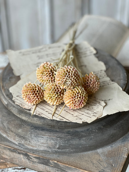 Lollipop Dahlia | 15" | Shell | NOT CURRENTLY IN STOCK - Spring 2026