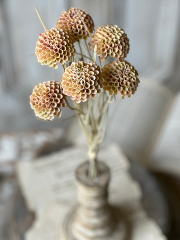 Lollipop Dahlia | 15" | Shell | NOT CURRENTLY IN STOCK - Spring 2026