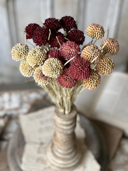 Lollipop Dahlia | 15" | Flax | NOT CURRENTLY IN STOCK - Spring 2026