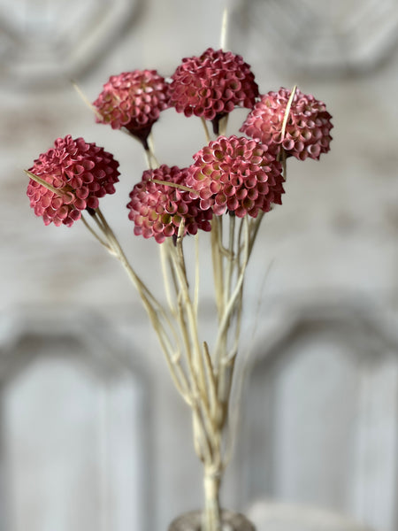 Lollipop Dahlia | 15" | Ardent | NOT CURRENTLY IN STOCK - Spring 2026