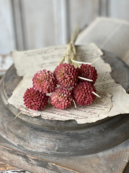 Lollipop Dahlia | 15" | Ardent | NOT CURRENTLY IN STOCK - Spring 2026