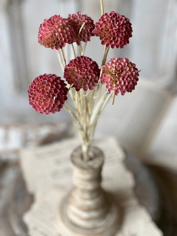 Lollipop Dahlia | 15" | Ardent | NOT CURRENTLY IN STOCK - Spring 2026