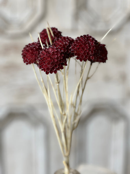 Lollipop Dahlia | 15" | Merlot | NOT CURRENTLY IN STOCK - Spring 2026