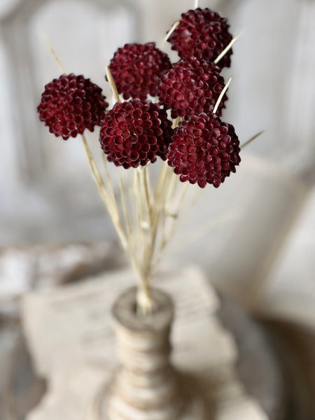 Lollipop Dahlia | 15" | Merlot | NOT CURRENTLY IN STOCK - Spring 2026