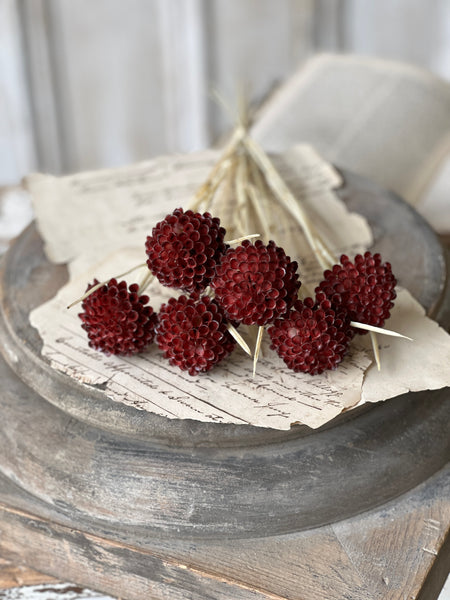 Lollipop Dahlia | 15" | Merlot | NOT CURRENTLY IN STOCK - Spring 2026