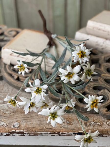 Dover Blooms Bush | 23" | Lost & Found