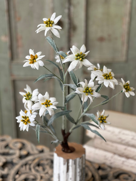 Dover Blooms Bush | 23" | Lost & Found