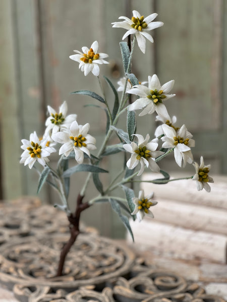 Dover Blooms Bush | 23" | Lost & Found