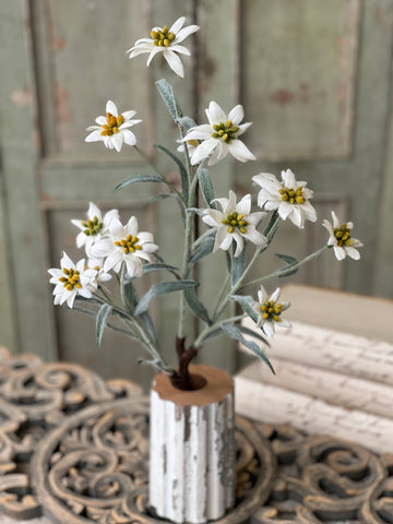 Dover Blooms Bush | 23" | Lost & Found