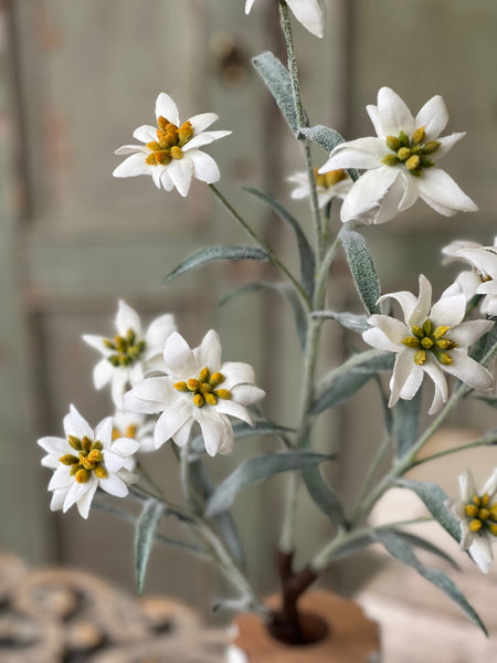 Dover Blooms Bush | 23" | Lost & Found