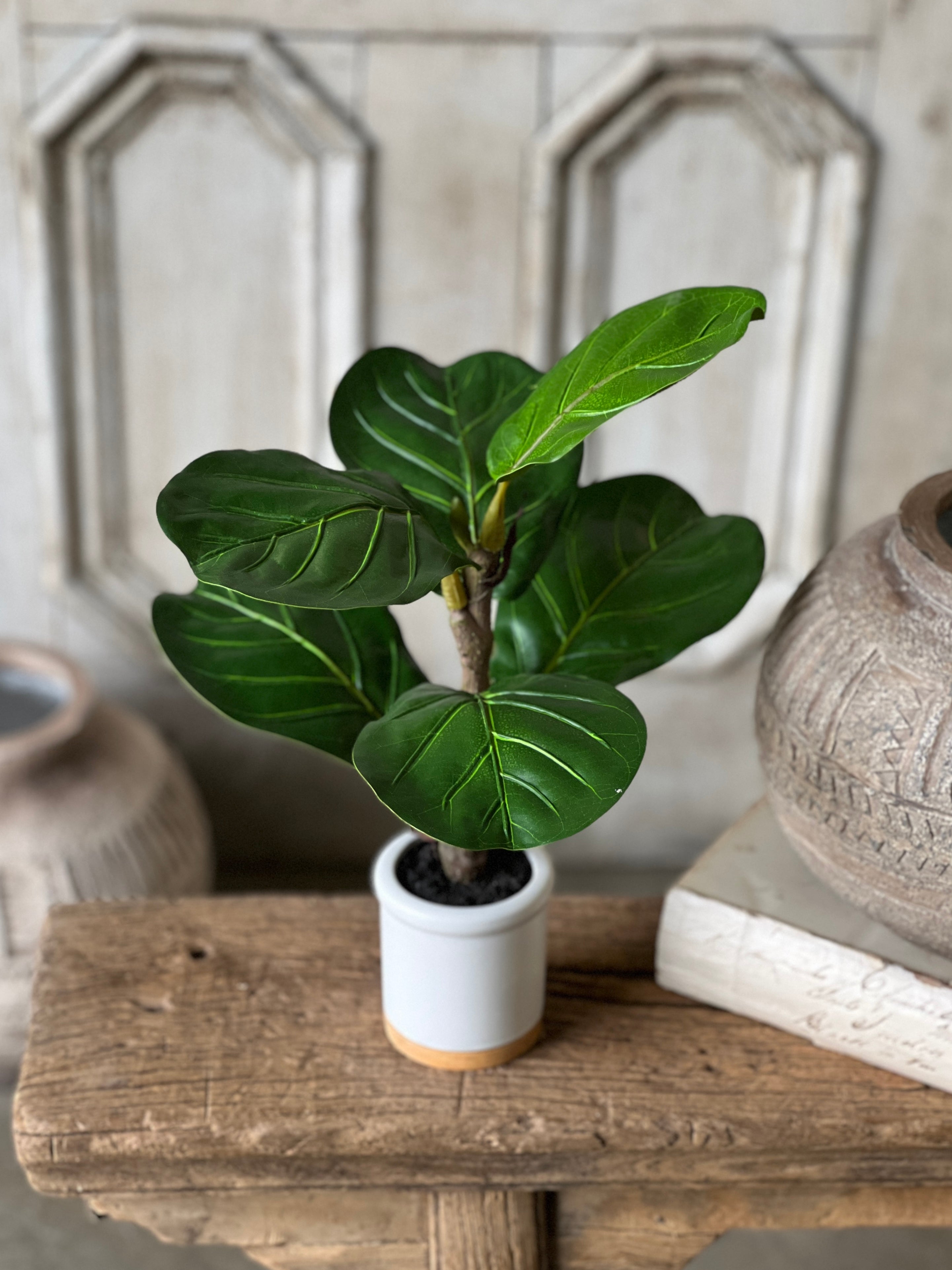 good pot for fiddle leaf fig Potted Fiddle Leaf Fig | 15" | CLOSEOUT + CLEAN UP SKID SPECIAL! From