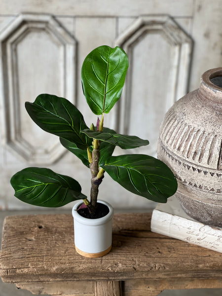 Potted Fiddle Leaf Fig | 15" | CLOSEOUT + SKID SPECIAL!  From $2.00
