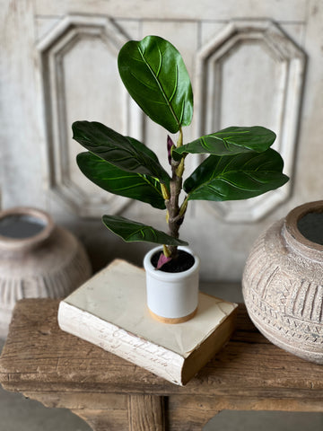 Potted Fiddle Leaf Fig | 15" | CLOSEOUT + SKID SPECIAL!  From $2.00