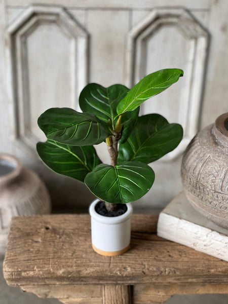Potted Fiddle Leaf Fig | 15" | CLOSEOUT + SKID SPECIAL!  From $2.00