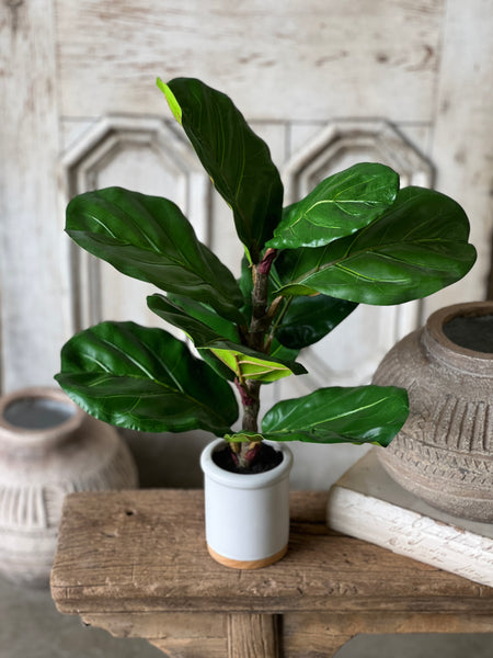Potted Fiddle Leaf Fig | 23" | CLOSEOUT + SKID SPECIAL!  From $3.00