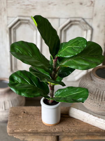 Potted Fiddle Leaf Fig | 23" | CLOSEOUT + SKID SPECIAL!  From $3.00