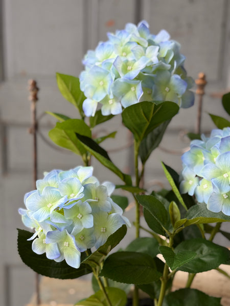 Potted Harmony Hydrangeas | 21" | Blue | NOT CURRENTLY IN STOCK-New For Spring 2027!