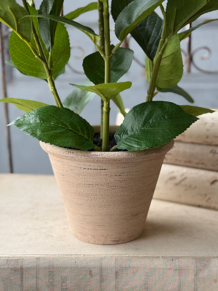 Potted Harmony Hydrangeas | 21" | Blue | NOT CURRENTLY IN STOCK-New For Spring 2027!