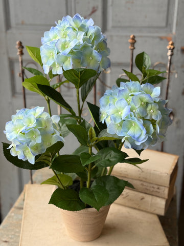 Potted Harmony Hydrangeas | 21" | Blue | NOT CURRENTLY IN STOCK-New For Spring 2027!