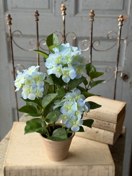 Potted Harmony Hydrangeas | 16" | Blue | NOT CURRENTLY IN STOCK-New For Spring 2027!