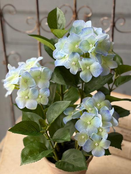 Potted Harmony Hydrangeas | 16" | Blue | NOT CURRENTLY IN STOCK-New For Spring 2027!