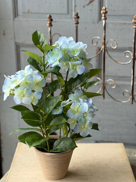 Potted Harmony Hydrangeas | 16" | Blue | NOT CURRENTLY IN STOCK-New For Spring 2027!