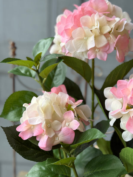 Potted Harmony Hydrangeas | 21" | Pink | NOT CURRENTLY IN STOCK-New For Spring 2027!