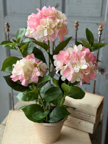 Potted Harmony Hydrangeas | 21" | Pink | NOT CURRENTLY IN STOCK-New For Spring 2027!