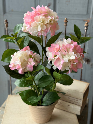 Potted Harmony Hydrangeas | 21" | Pink | NOT CURRENTLY IN STOCK-New For Spring 2027!