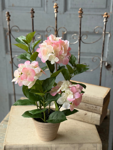 Potted Harmony Hydrangeas | 16" | Pink | NOT CURRENTLY IN STOCK-New For Spring 2027!