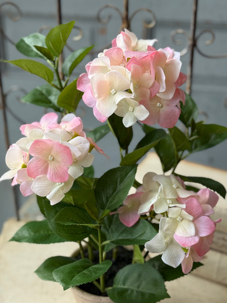 Potted Harmony Hydrangeas | 16" | Pink | NOT CURRENTLY IN STOCK-New For Spring 2027!