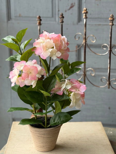 Potted Harmony Hydrangeas | 16" | Pink | NOT CURRENTLY IN STOCK-New For Spring 2027!